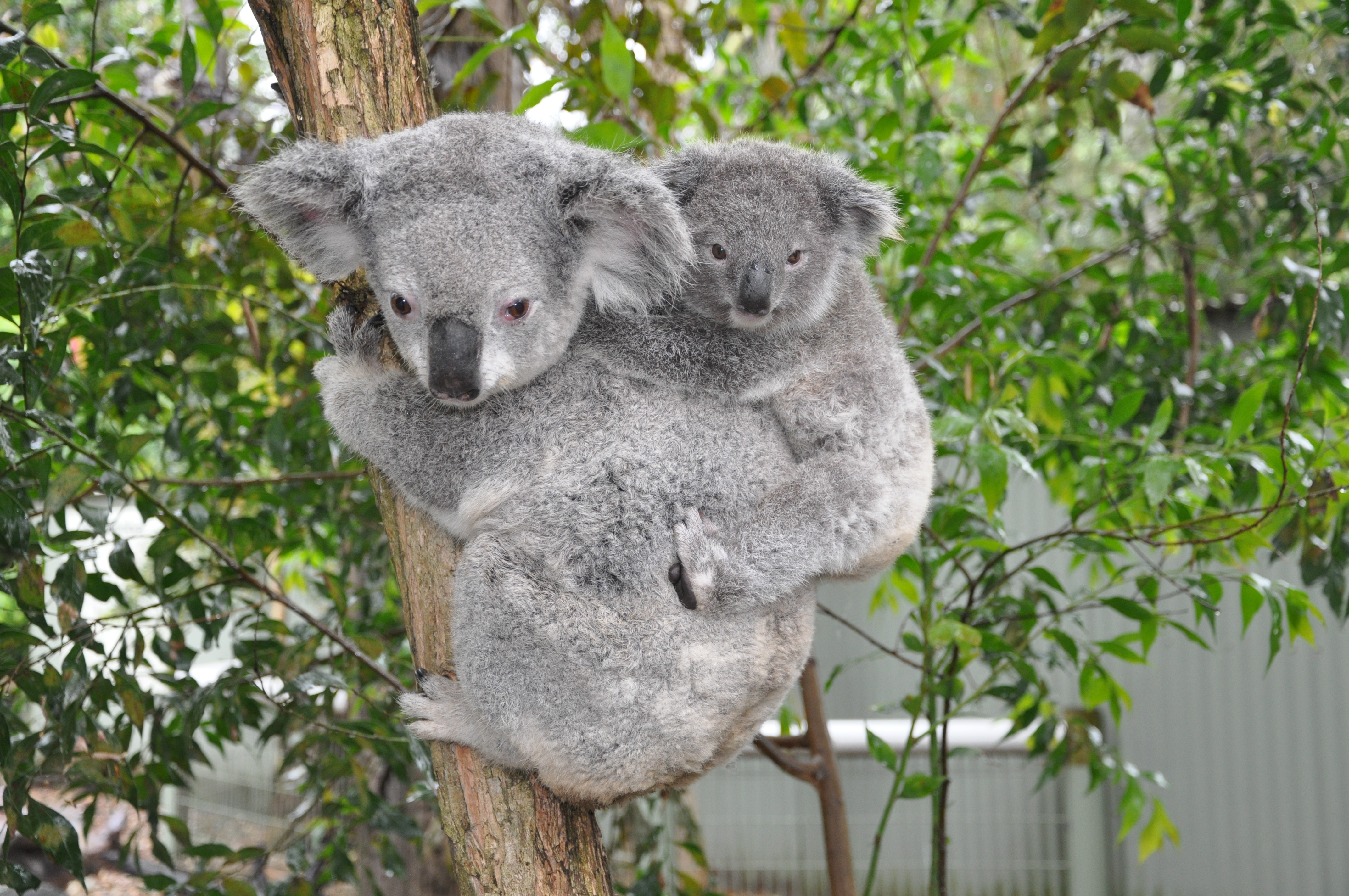 Diamond Tours Blue Mountains All Inclusive Tour