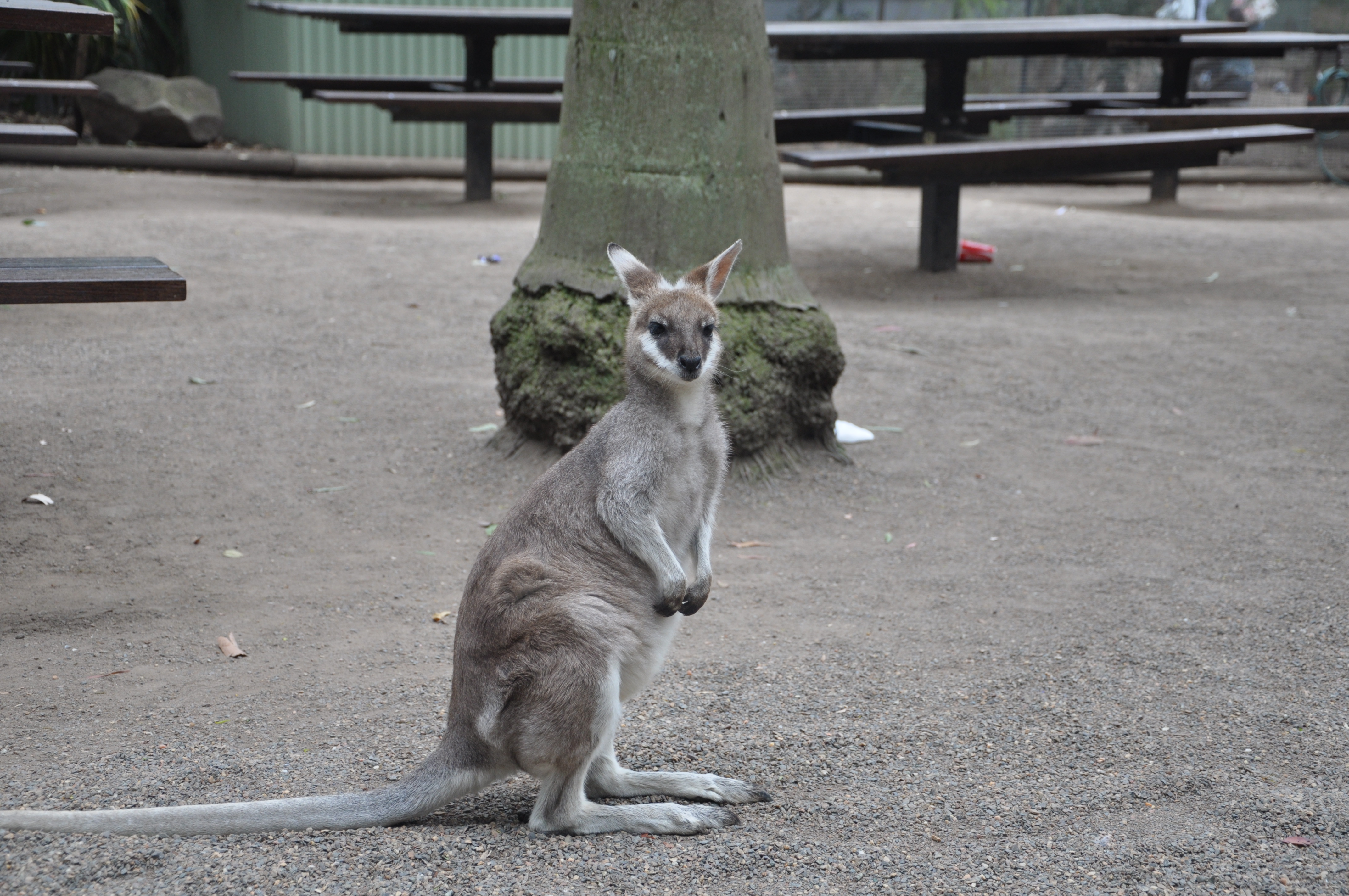 Diamond Tours Blue Mountains All Inclusive Tour