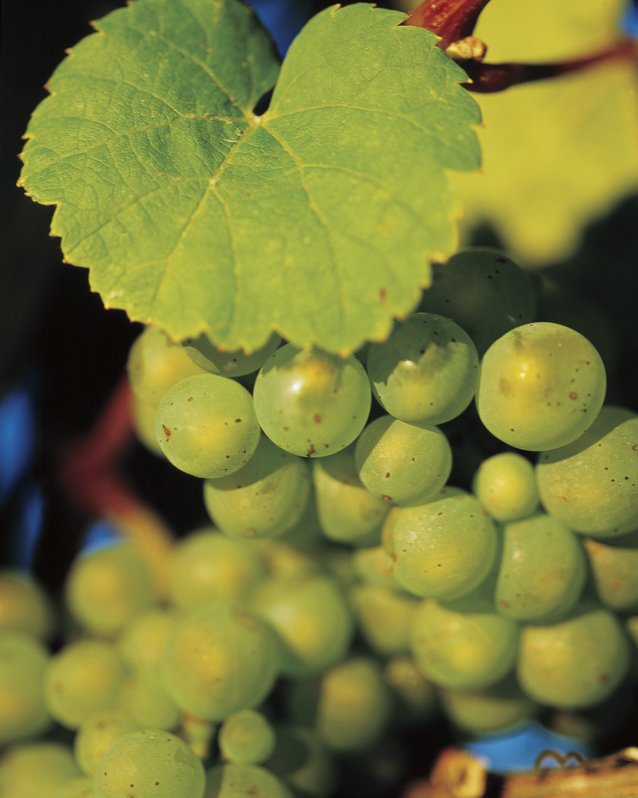 Richmond and Wine at the Weekend Tour (SATURDAY)