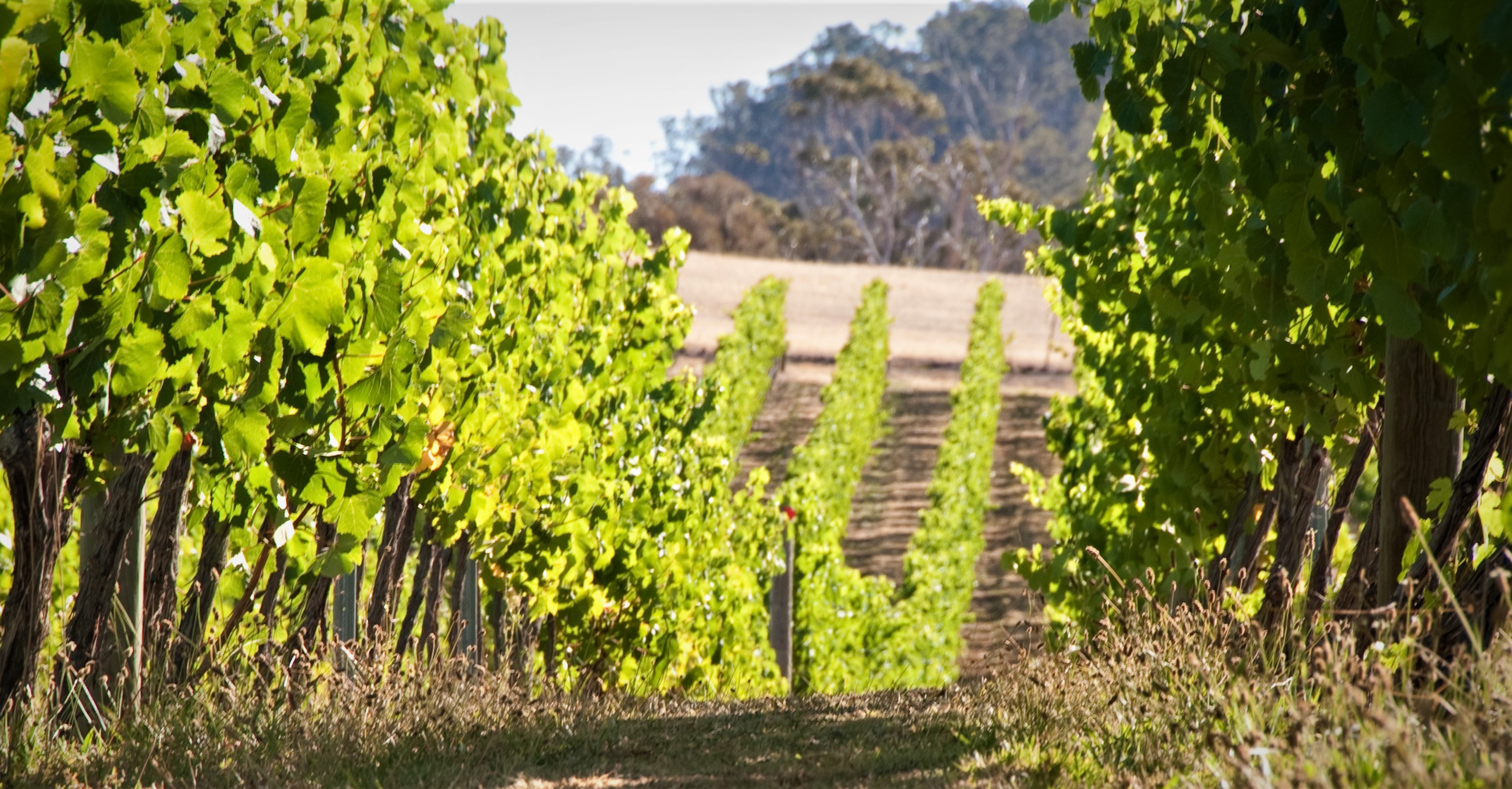 Mona and Wine Experience Tour (Sun and Mon)