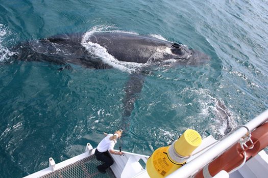 VIP Whale Watching Adventure - Ex Brisbane
