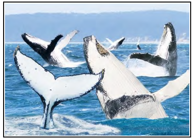 3D Humpback Whale Postcard