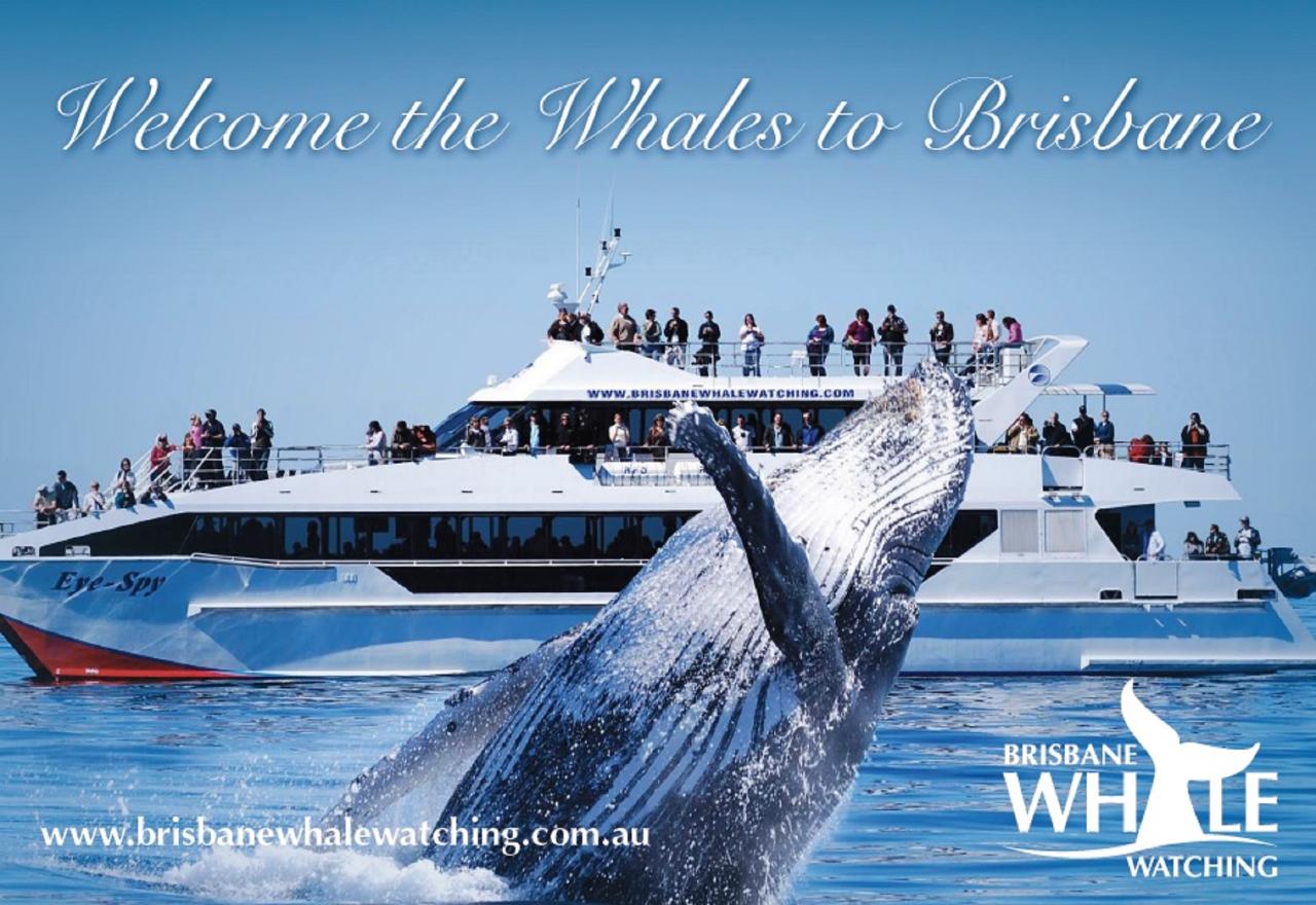 2024 Season Pass - Whale Watching Adventure