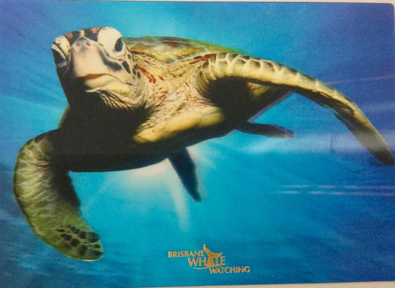 3D Turtle Postcard