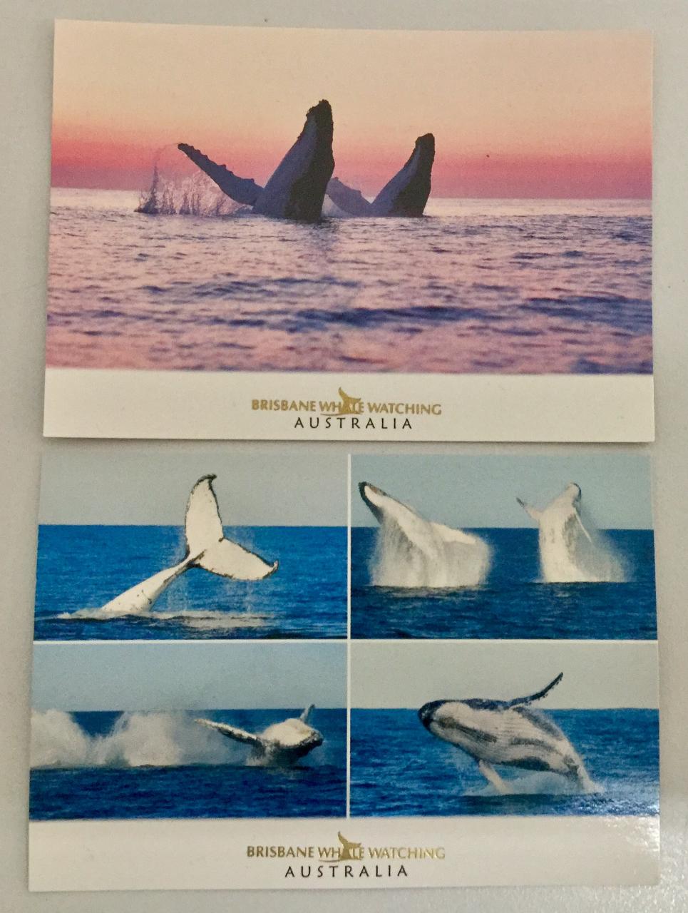 Whale Postcard Pink & Blue