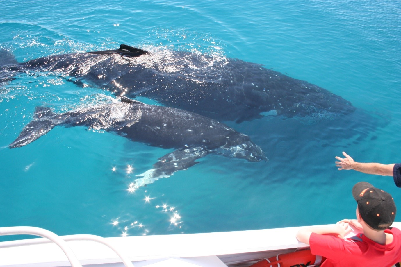 VIP Whale Watching Adventure - Ex Brisbane