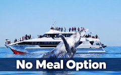 Whale Watching - Direct Redcliffe (No Meal)