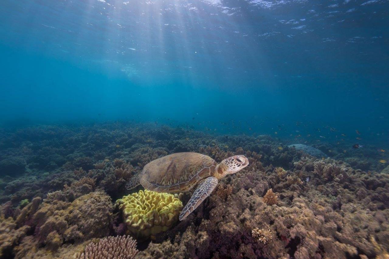 Frankland Islands River & Reef Cruise