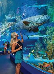 Cairns Aquarium & City Sights Tour