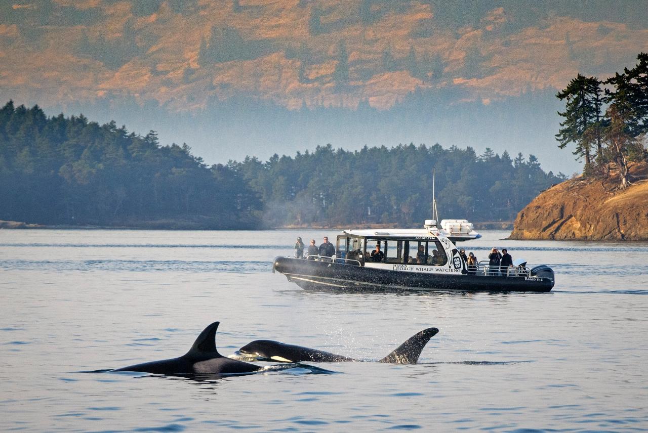 Evening Wildlife - Downtown Friday Harbor, San Juan Island Departure