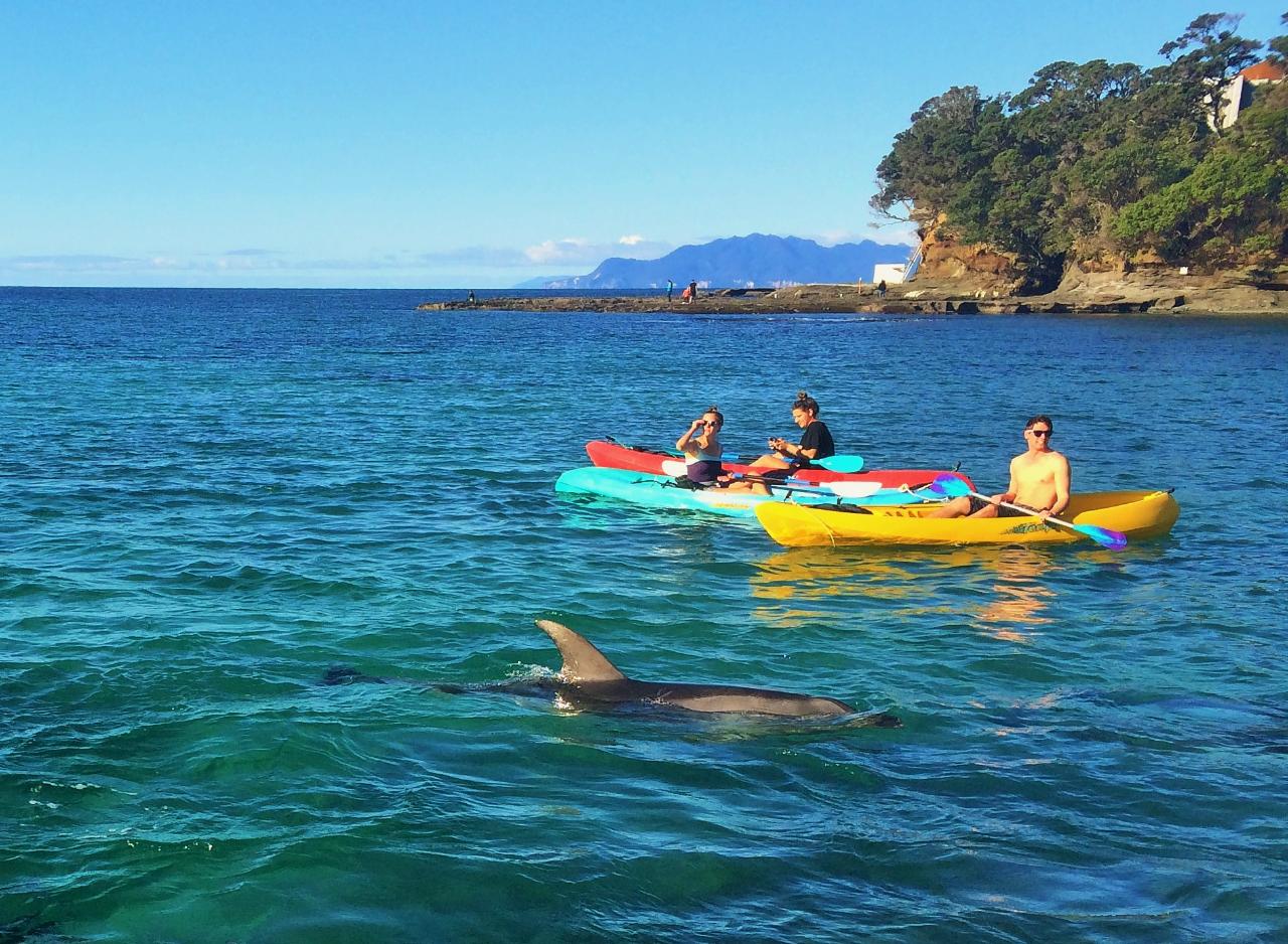 North Auckland - Goat Island Snorkelling & Diving