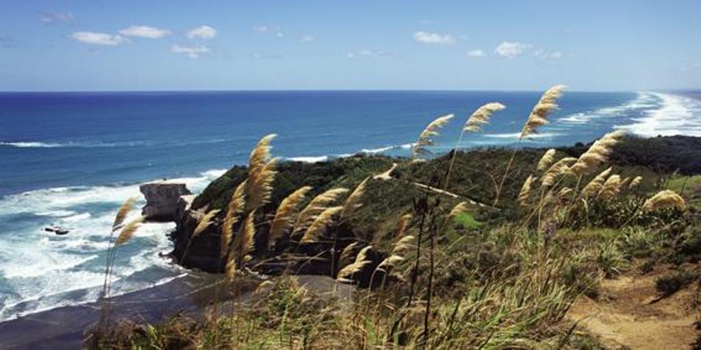 West Auckland - Muriwai Beach & Gannet Colony Tour