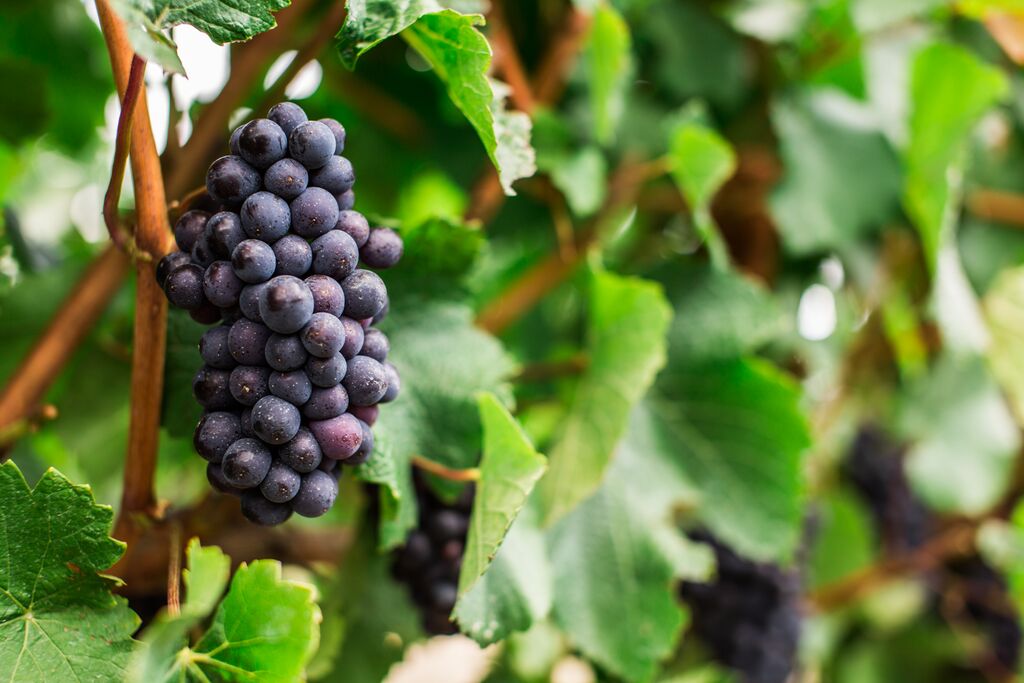 Yarra Valley Masterclass Experience - Platinum