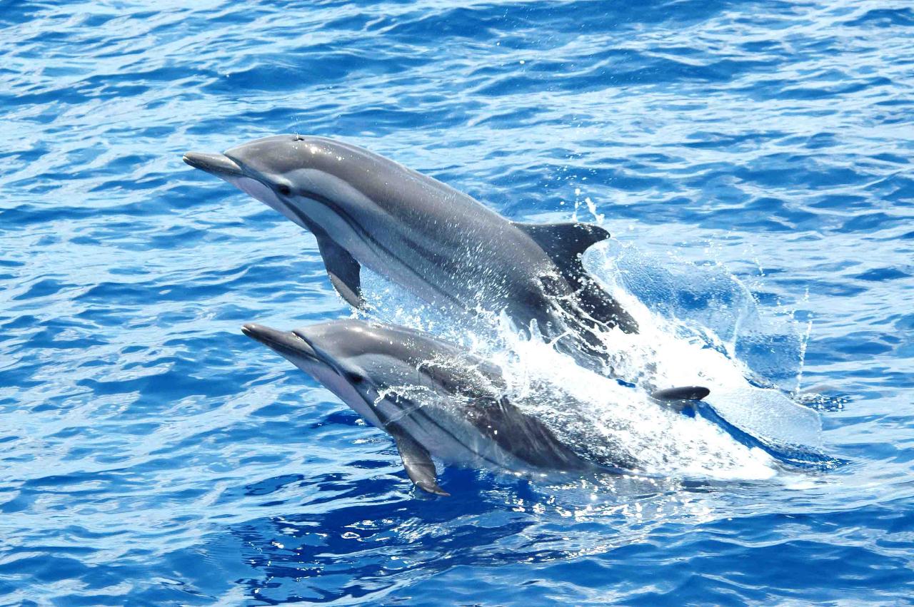 Dolphin Watching