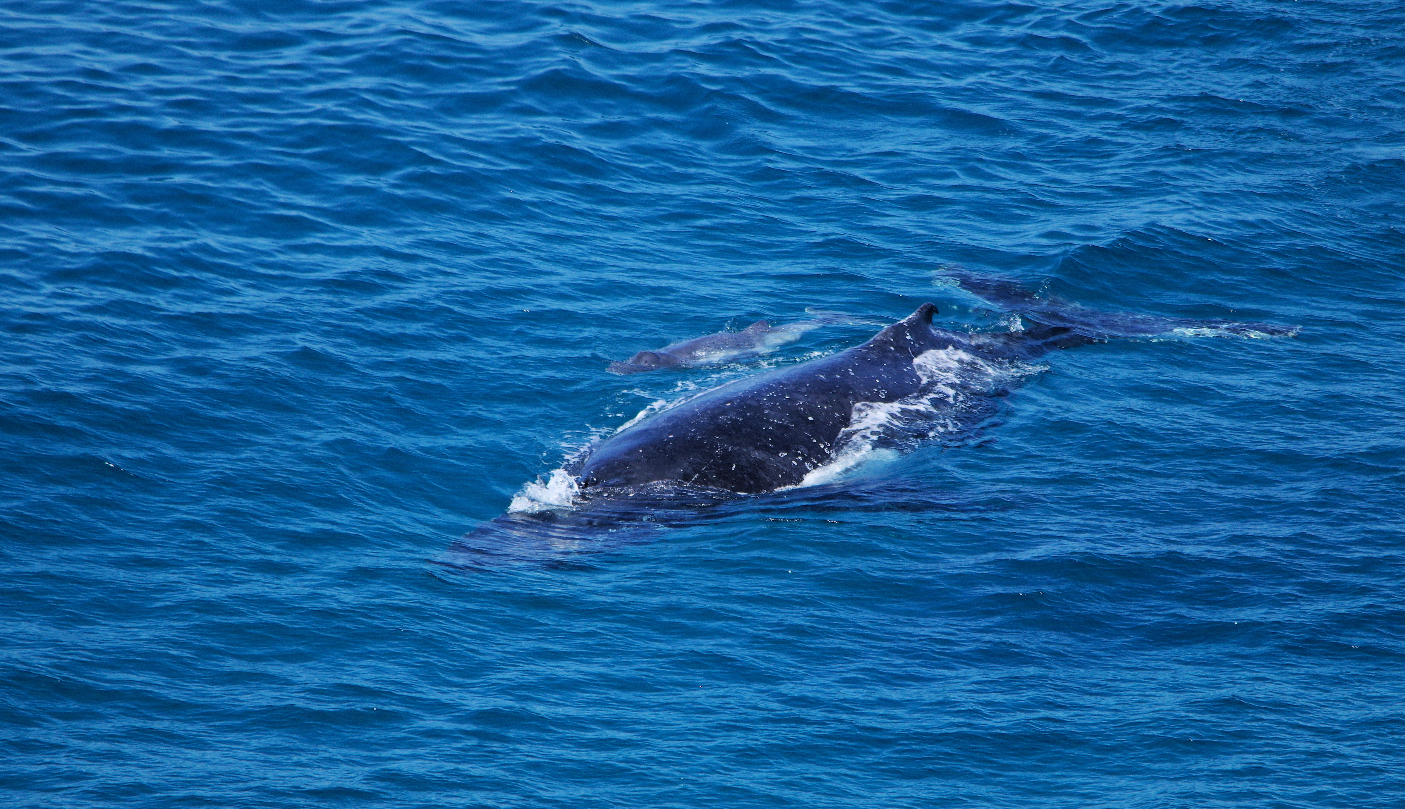 Private Whale Watching Tour Ocean Kayaking Noosa to Double Island Point
