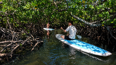 Noosa Stand Up Paddle & Mangrove Tunnel Tour (Self Guided)