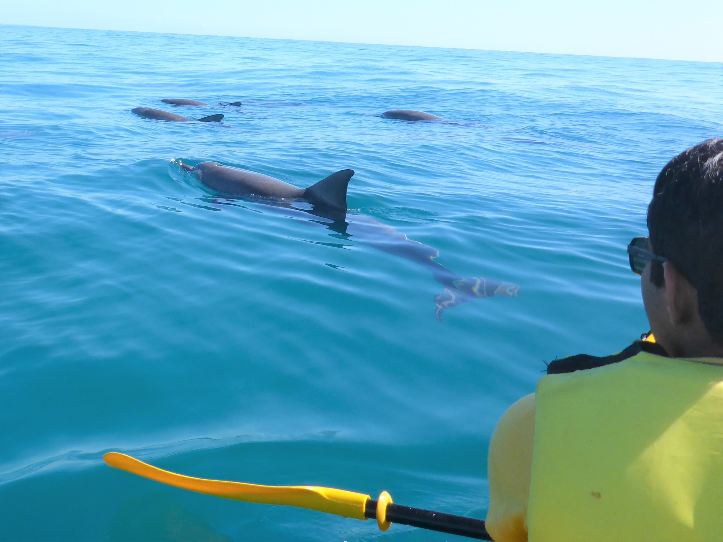 Noosa Dolphin View Sea Kayak & Beach 4X4 Adventure -  Day Tour