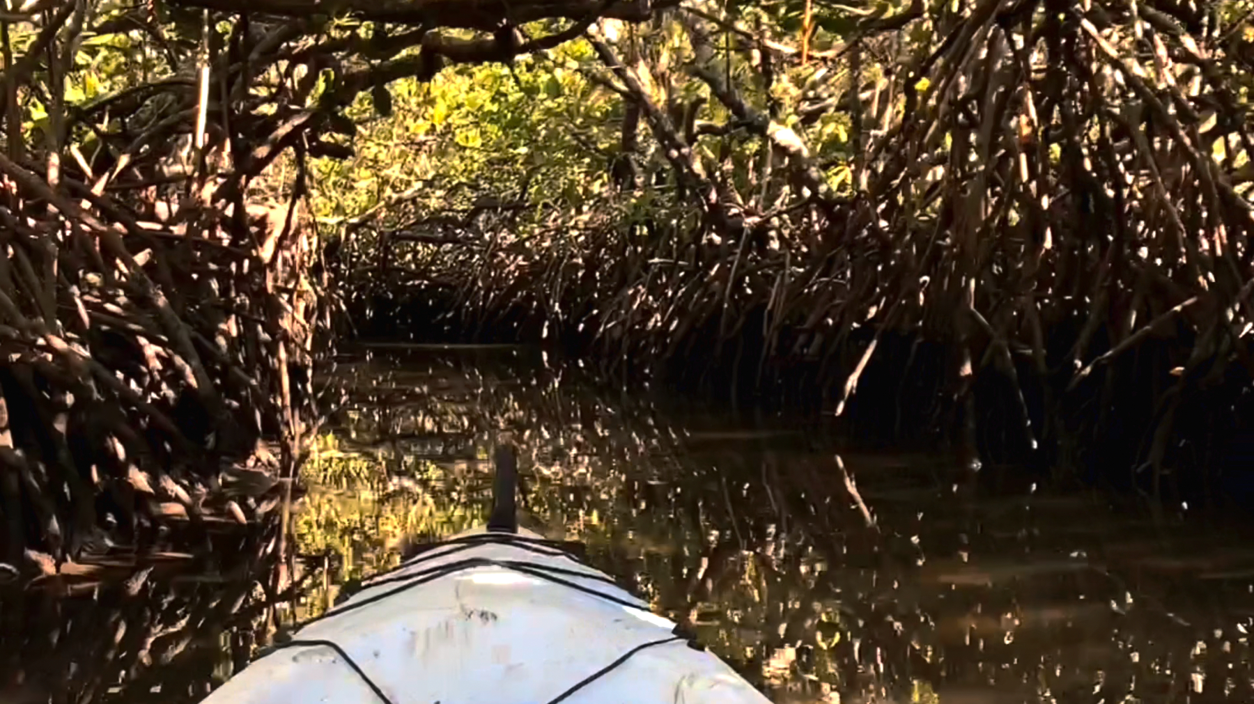 Noosa Heads: Mangrove Tunnel Kayak Eco-Tour - 2 Hours