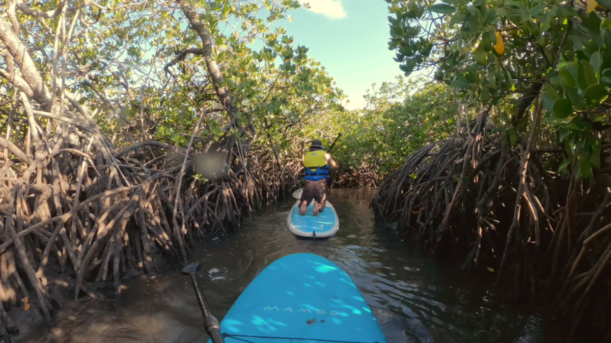 Stand Up Paddle Hidden Waterways & Wildlife Tour - 2 Hour