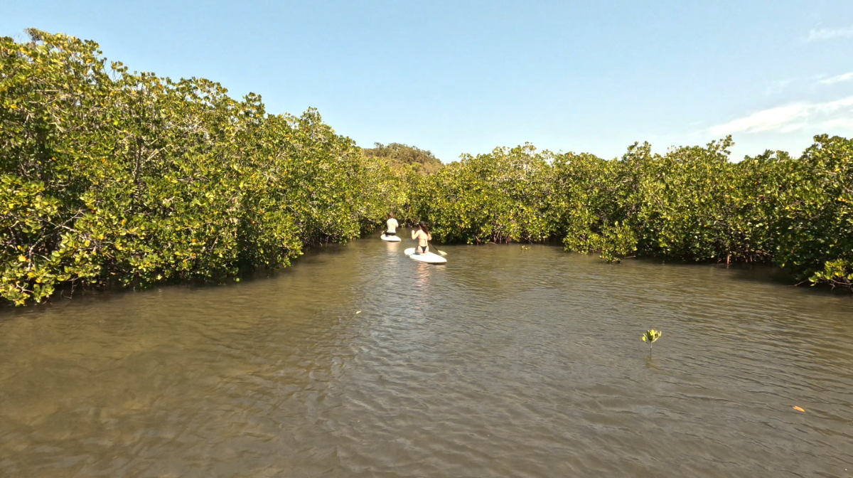 Stand Up Paddle Hidden Waterways & Wildlife Tour - 2 Hour