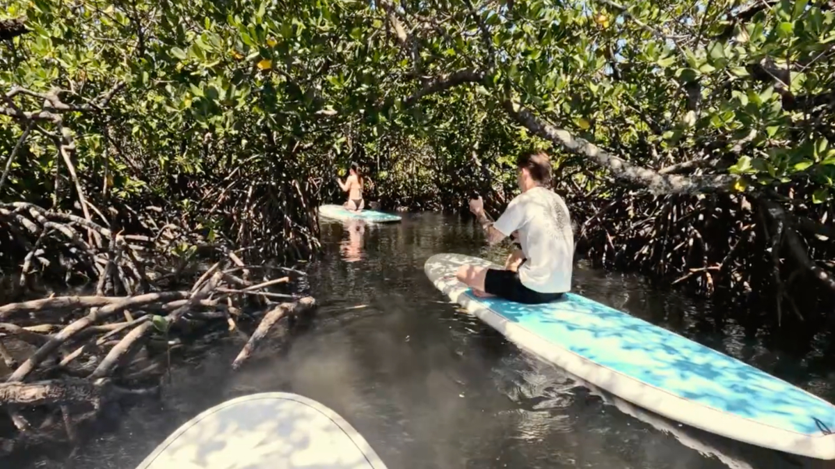 Stand Up Paddle Hidden Waterways & Wildlife Tour - 2 Hour