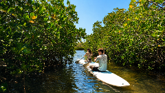 Noosa Stand Up Paddle & Mangrove Tunnel Tour - (Fully Guided)