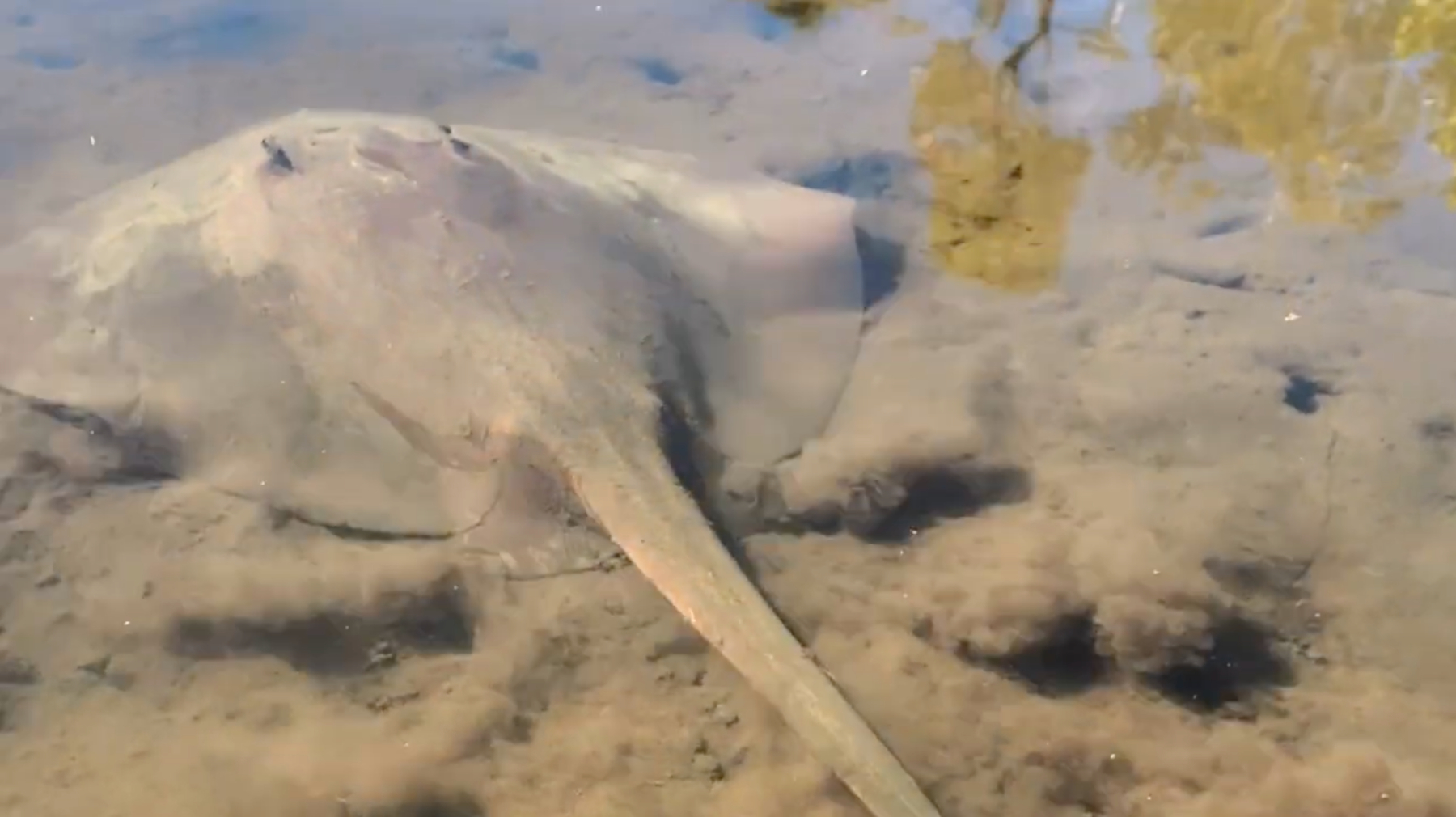 Noosa Heads: Mangrove Tunnel Kayak Eco-Tour - 2 Hours