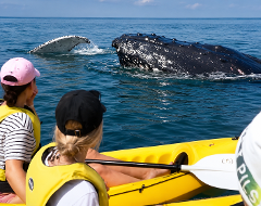 Noosa: Epic Whale Watching On Ocean Kayaks & Beach 4X4 Tour