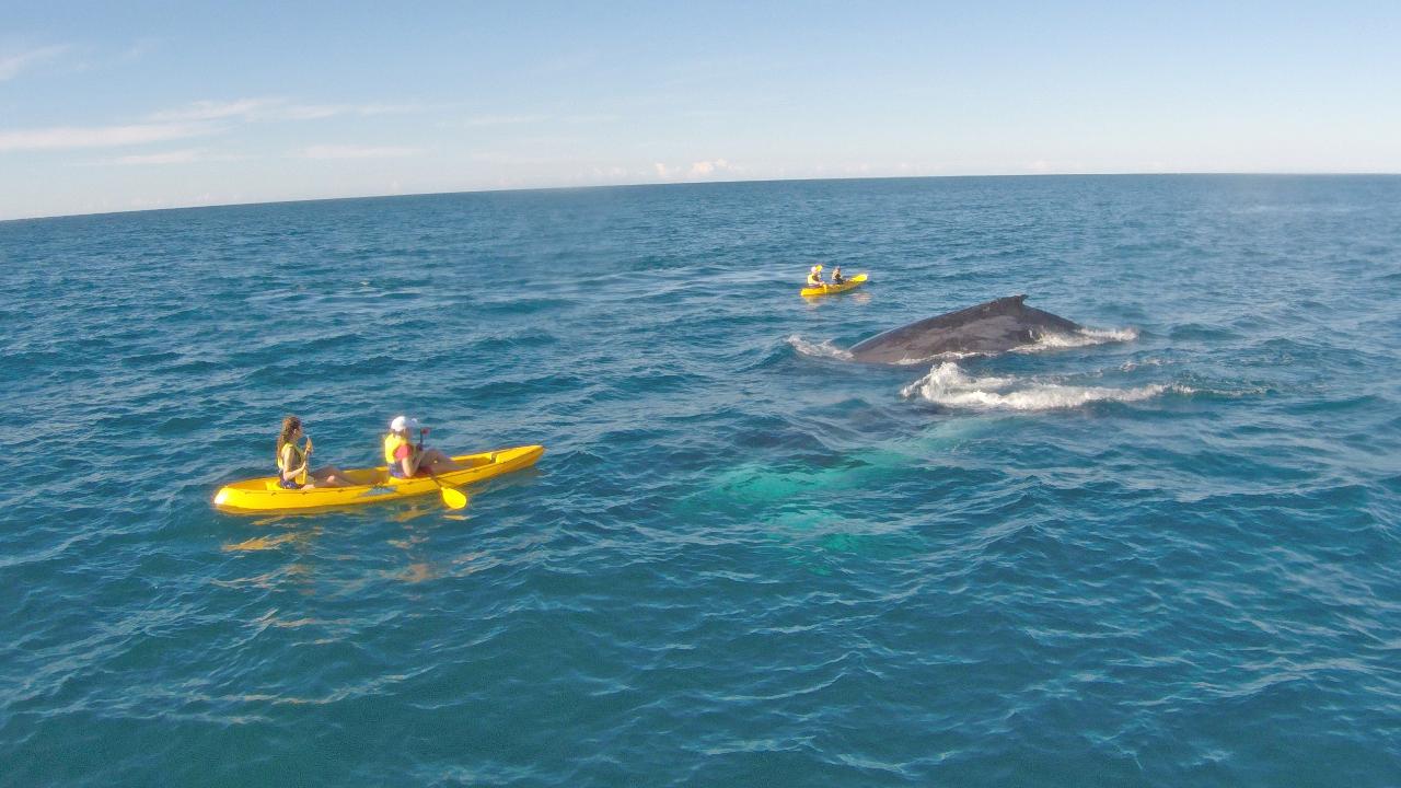 LEXIS COMBO SPECIAL: Private Dolphin & Whale Kayak Tour + Surf Lesson 4wd Adventure Noosa