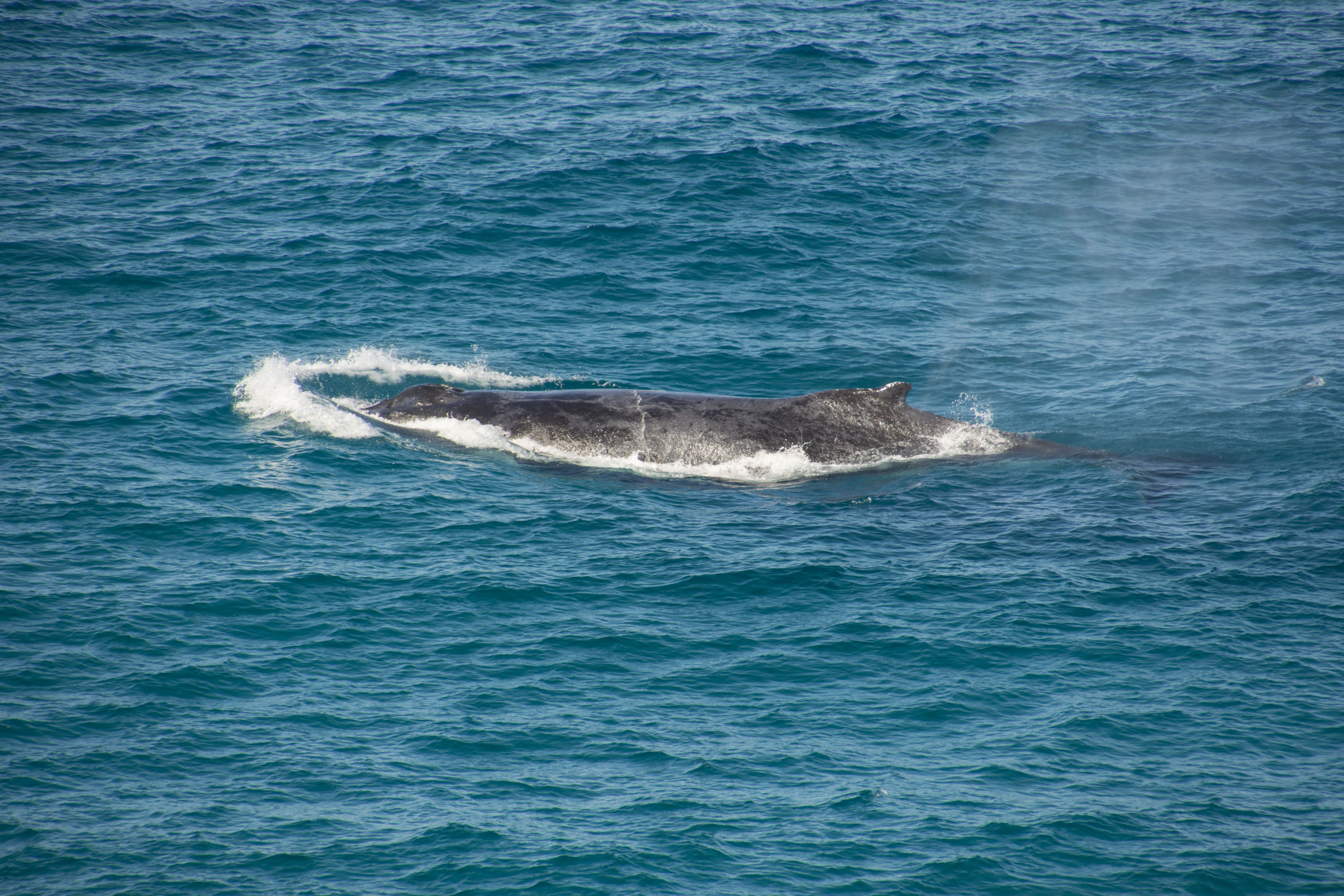 Noosa Private Day Tour - Double Island Point Rainbow Beach Wildlife Adventure