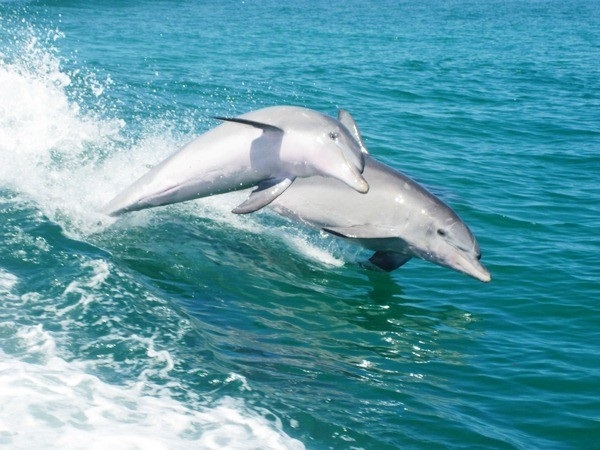 Mandurah and Dolphin Cruise