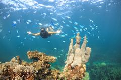 2 Hr Coral Viewing and Snorkeling - ITO