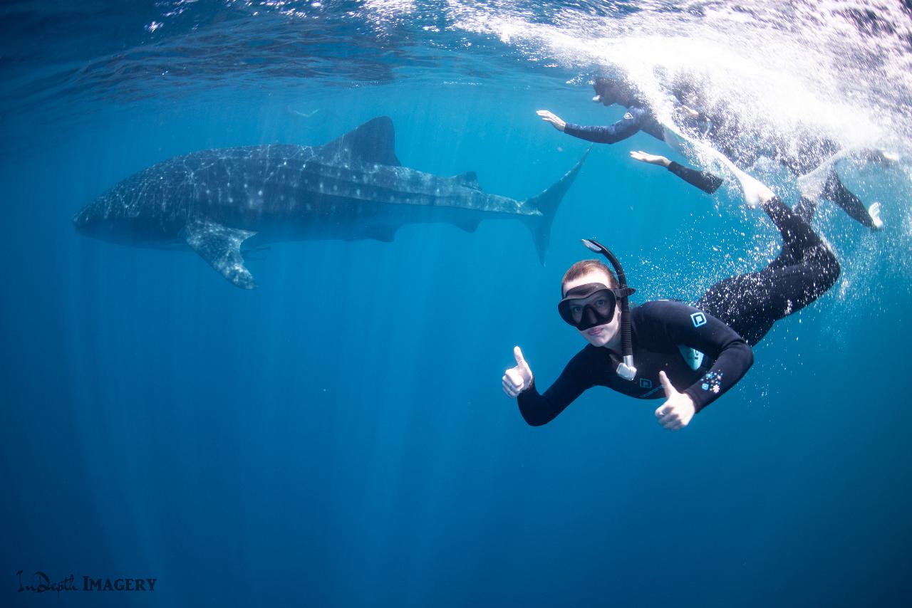 Whale Shark Safari (20172019 April ) Coral Bay Ecotours Reservations