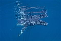 Humpback Whale Safari - ITO