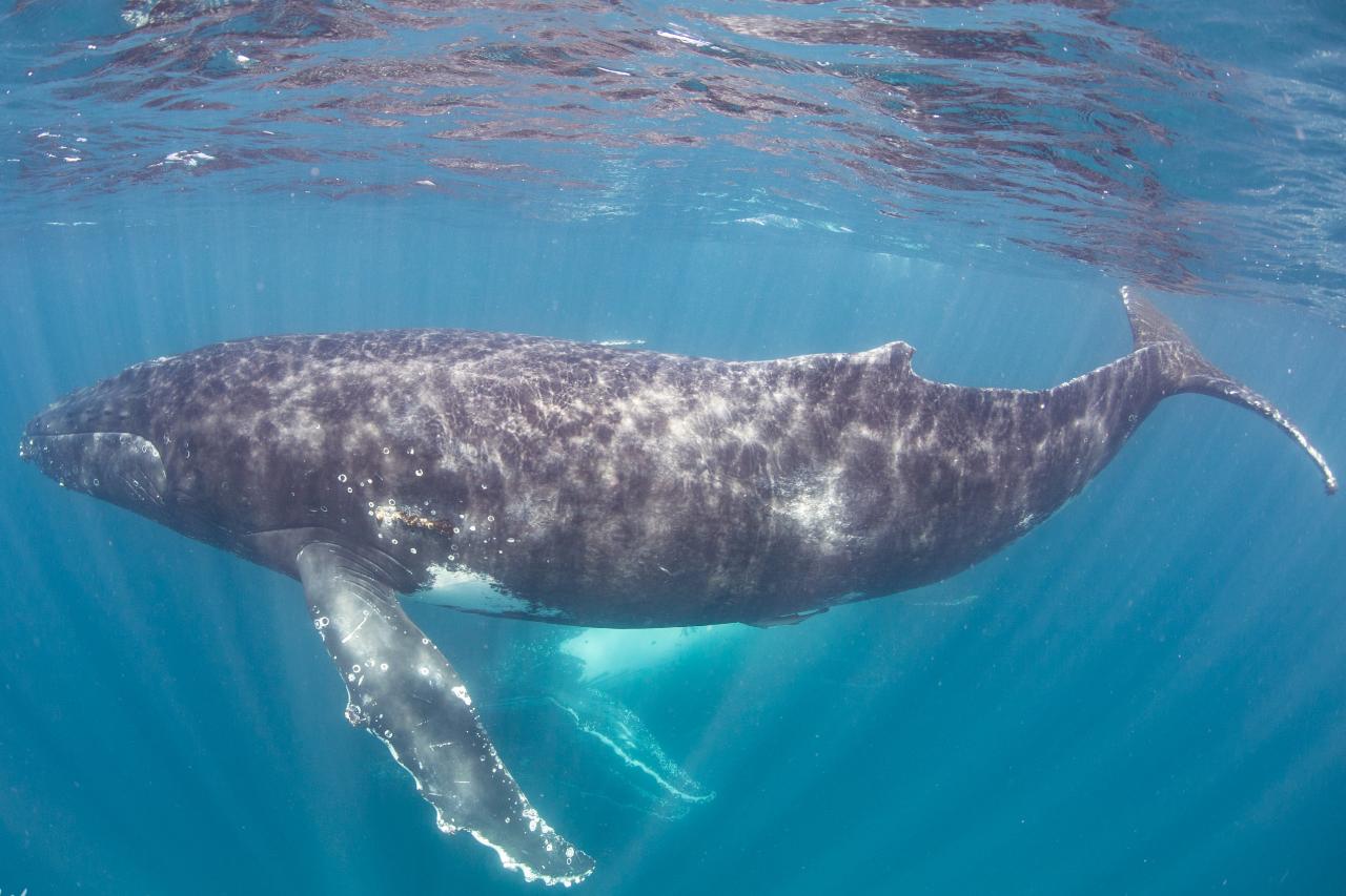 Humpback Whale Safari - GIFT VOUCHER