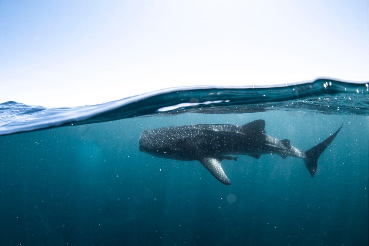 Whale Shark Safari Coral Bay Ecotours Reservations