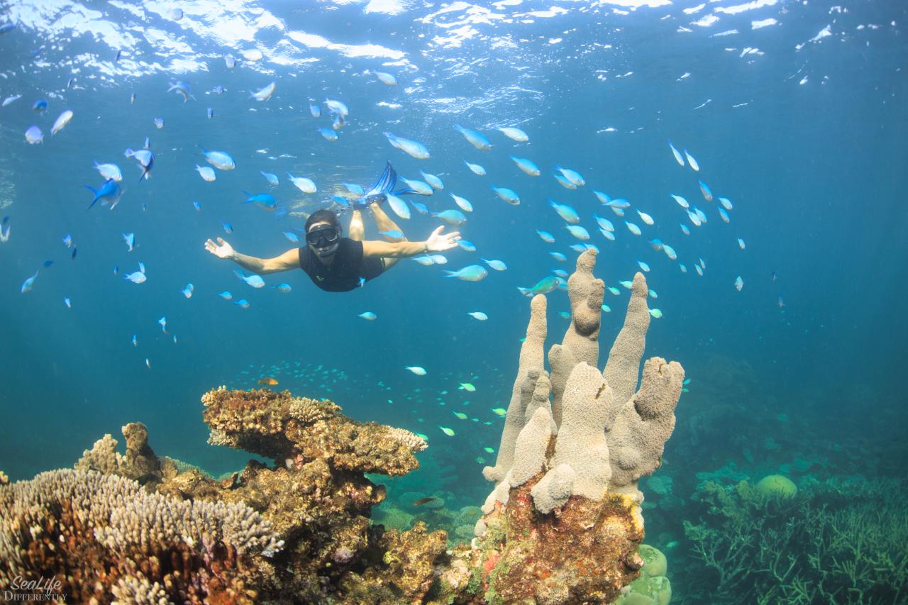 2 Hr Coral Viewing and Snorkeling - GIFT VOUCHER