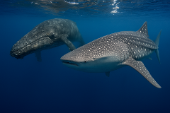 NINGALOO ADVENTURE (WHALE SHARKS OR HUMPBACK WHALES)