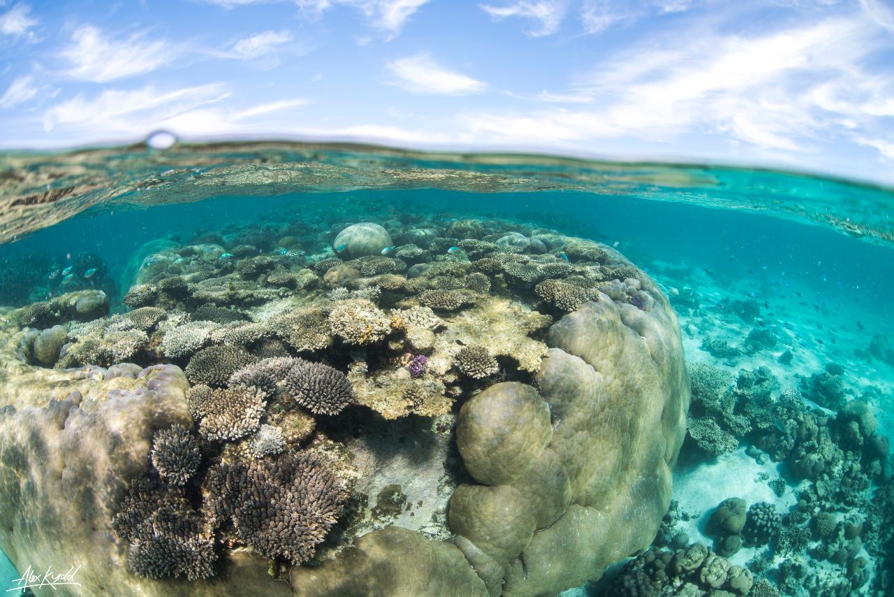 SNORKEL DISCOVERY SAILING CRUISE