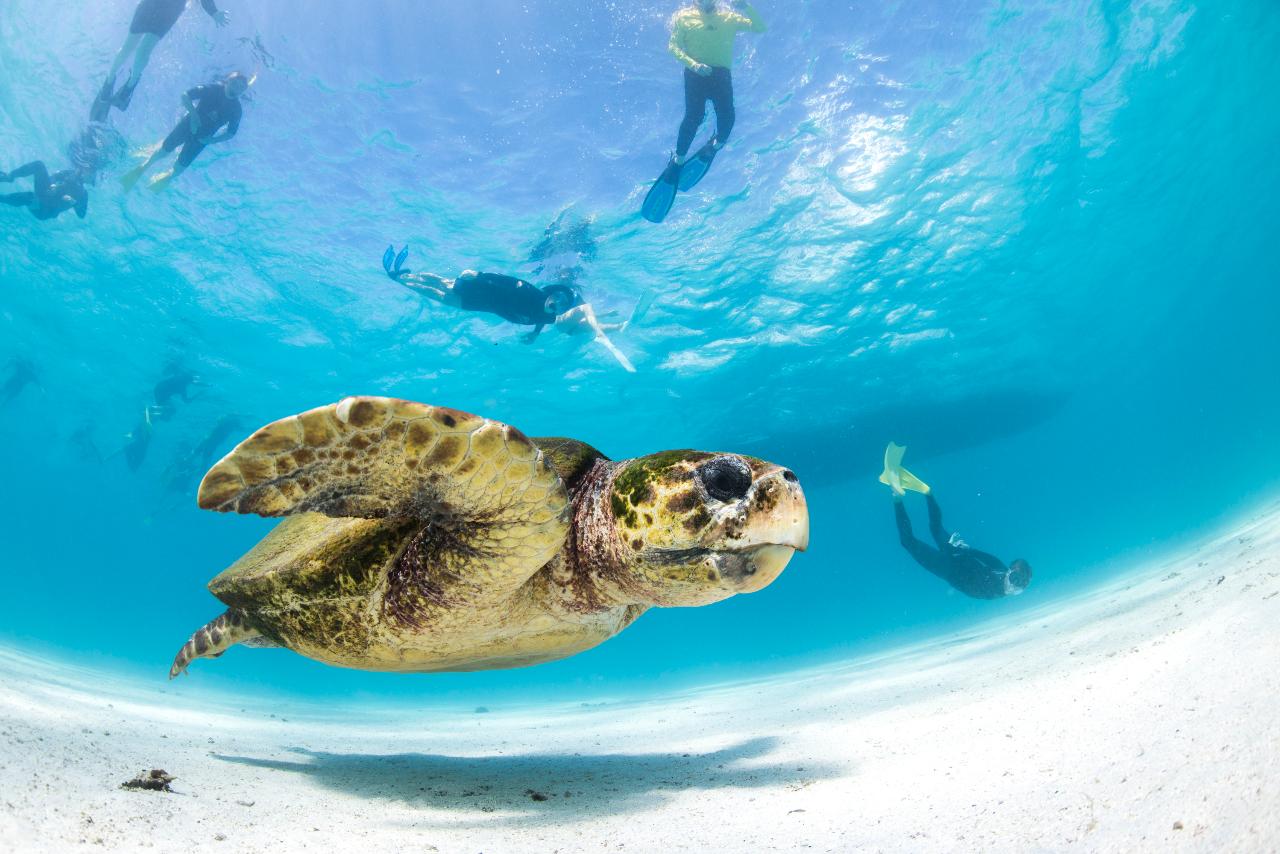 REEF EXPLORER TURTLE SNORKEL Coastal Adventure Tours Reservations