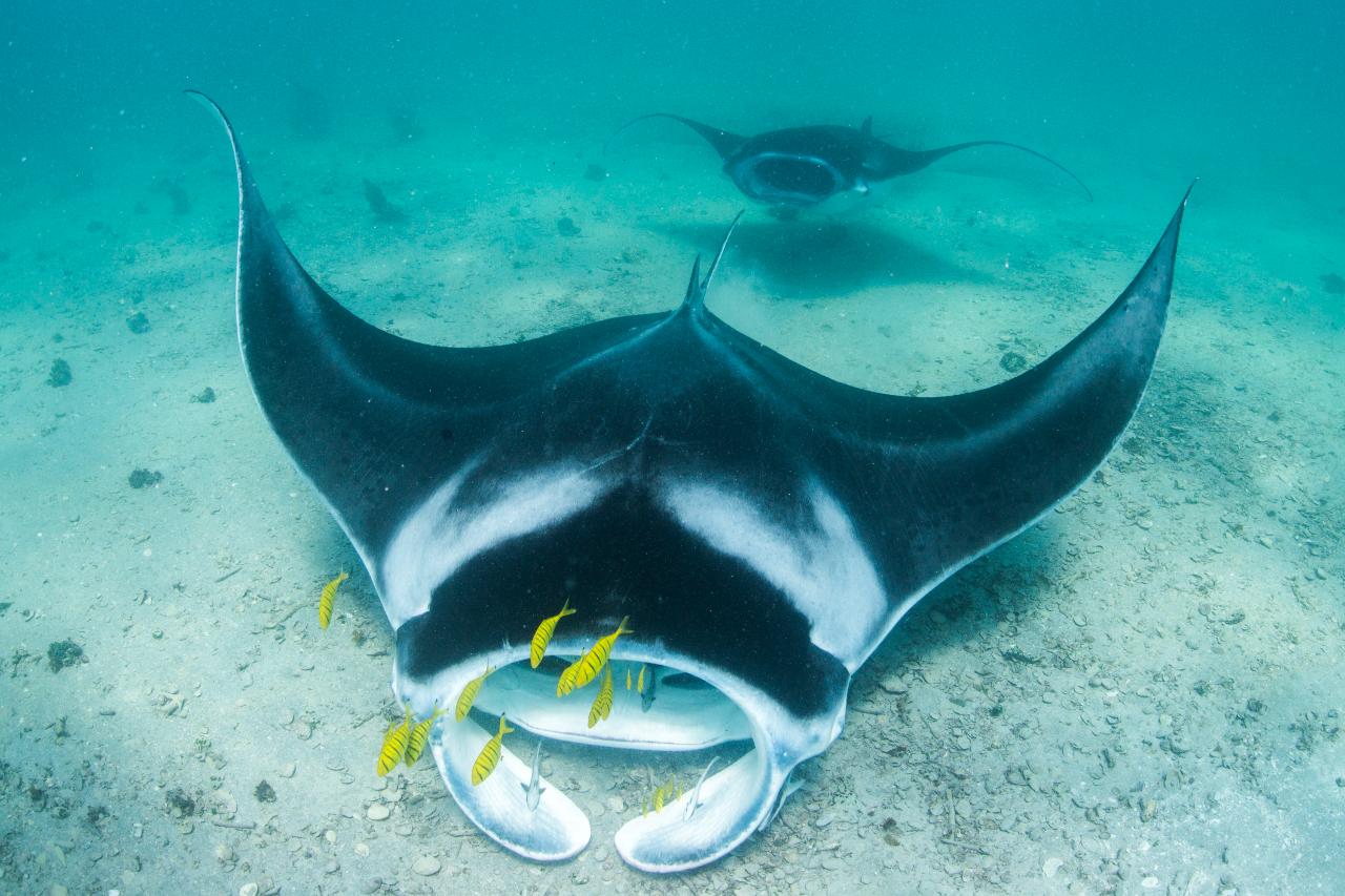 BEST OF NINGALOO MANTAS AND MORE