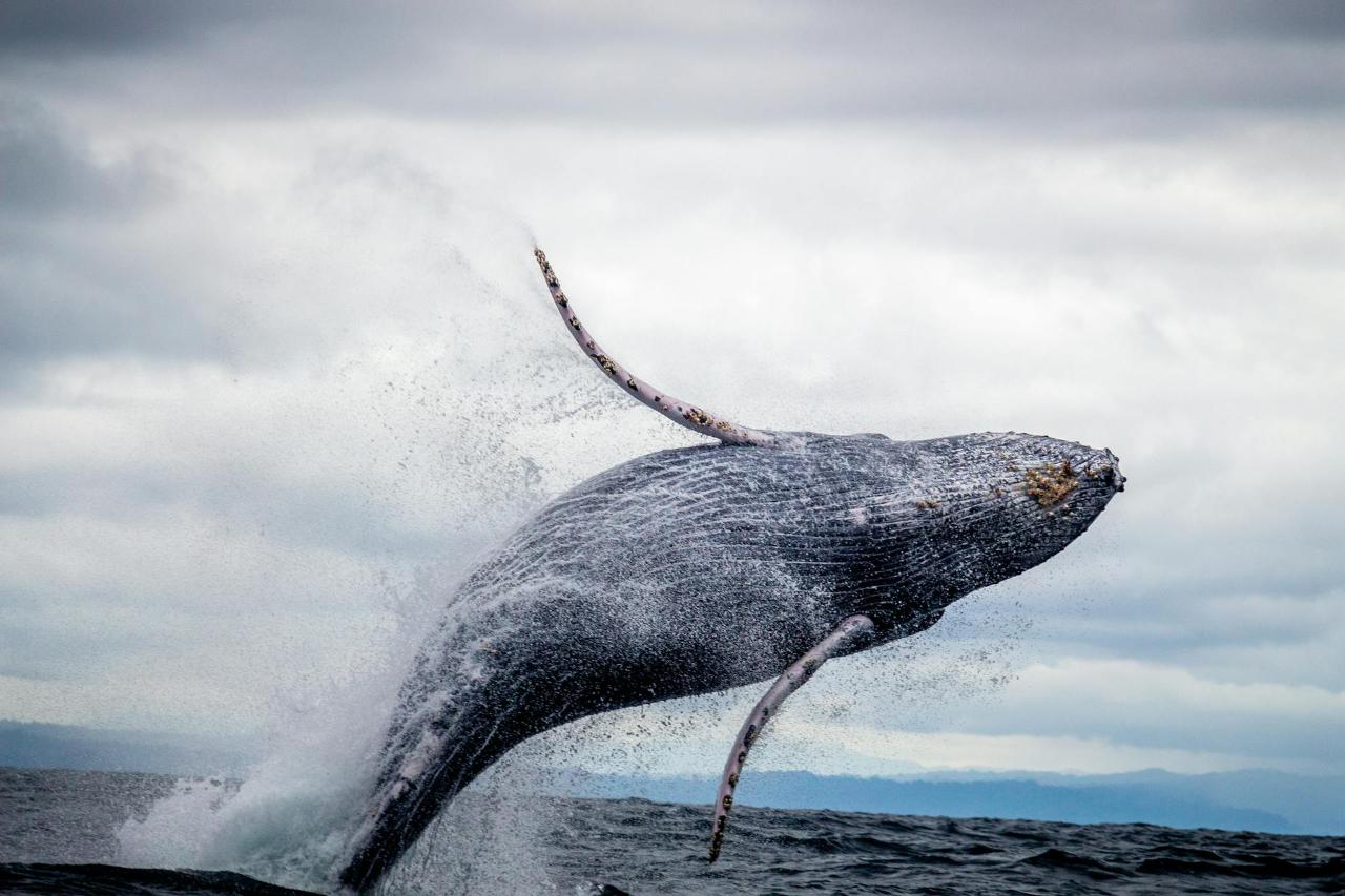 2-HOUR WHALE WATCHING FROM CORAL BAY