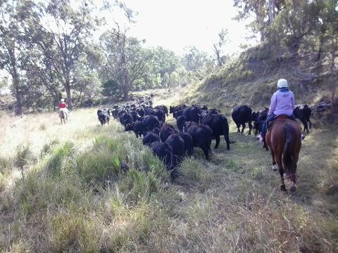 1/2 Day Cattle Muster