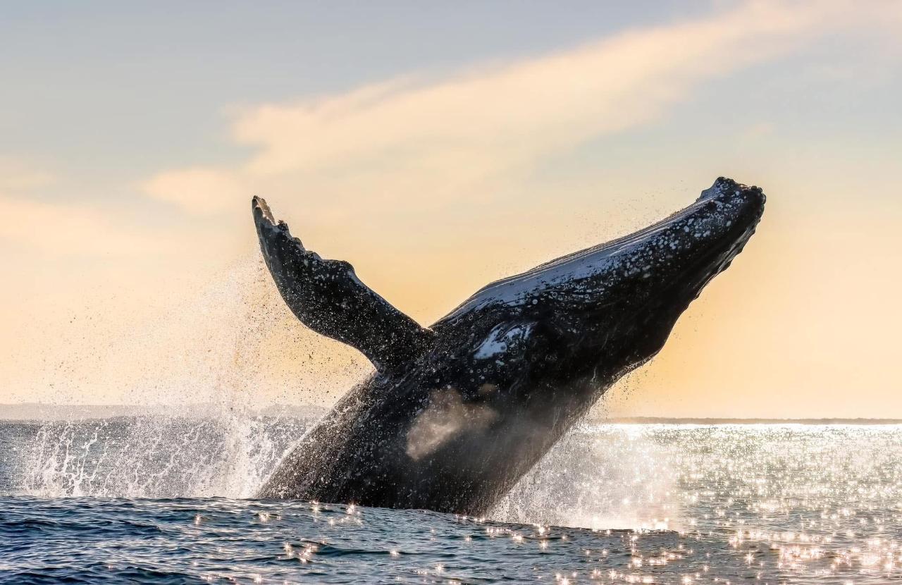 Sunrise Whale Watch