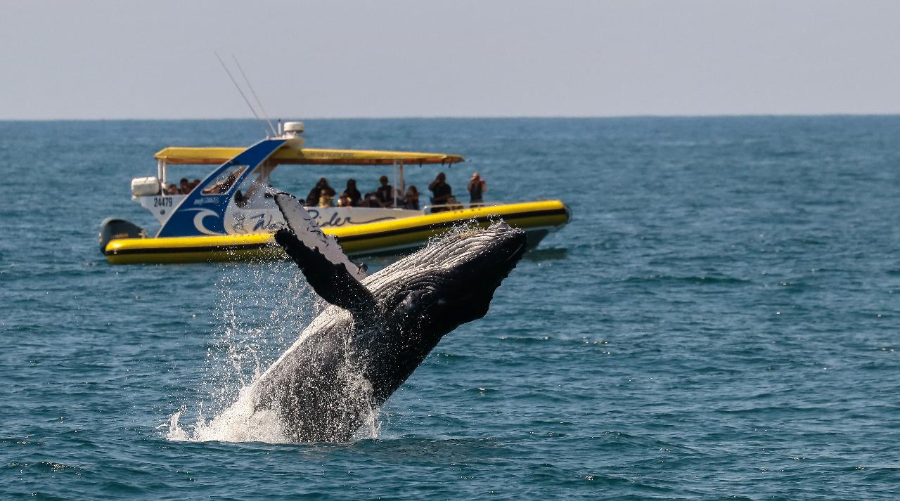 Whale Watching Wave Rider