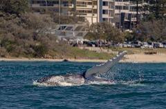 Whale and Dolphin Coastal patrol