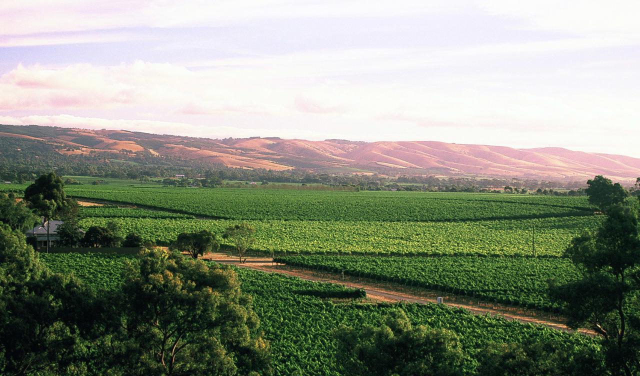 Discover Wirra Wirra