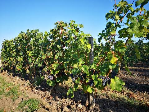 5-Day Private Grands Crus Bordeaux Wine Tours Package - 5* Hotel