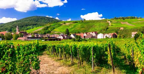Alsace Wine Tour – Private Shore Excursion from Strasbourg River Cruise Port