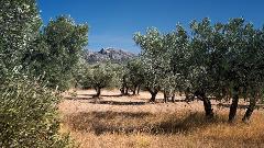 Saint-Rémy & Olive Oil Tasting – Avignon River Cruise Shore Excursion
